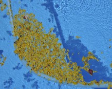 wood floor instalation in dallas tx